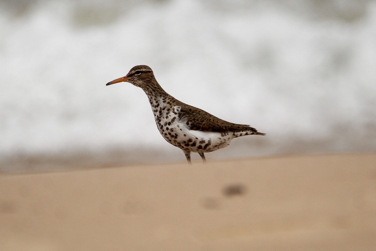 Spotted Sandpiper - Corey Wagner