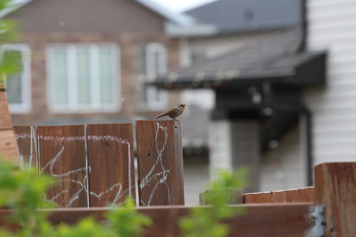 House Wren - ML619744005