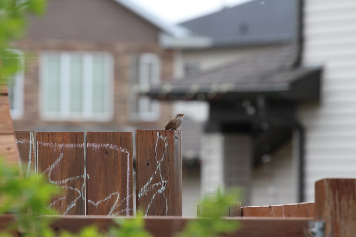 House Wren - ML619744021