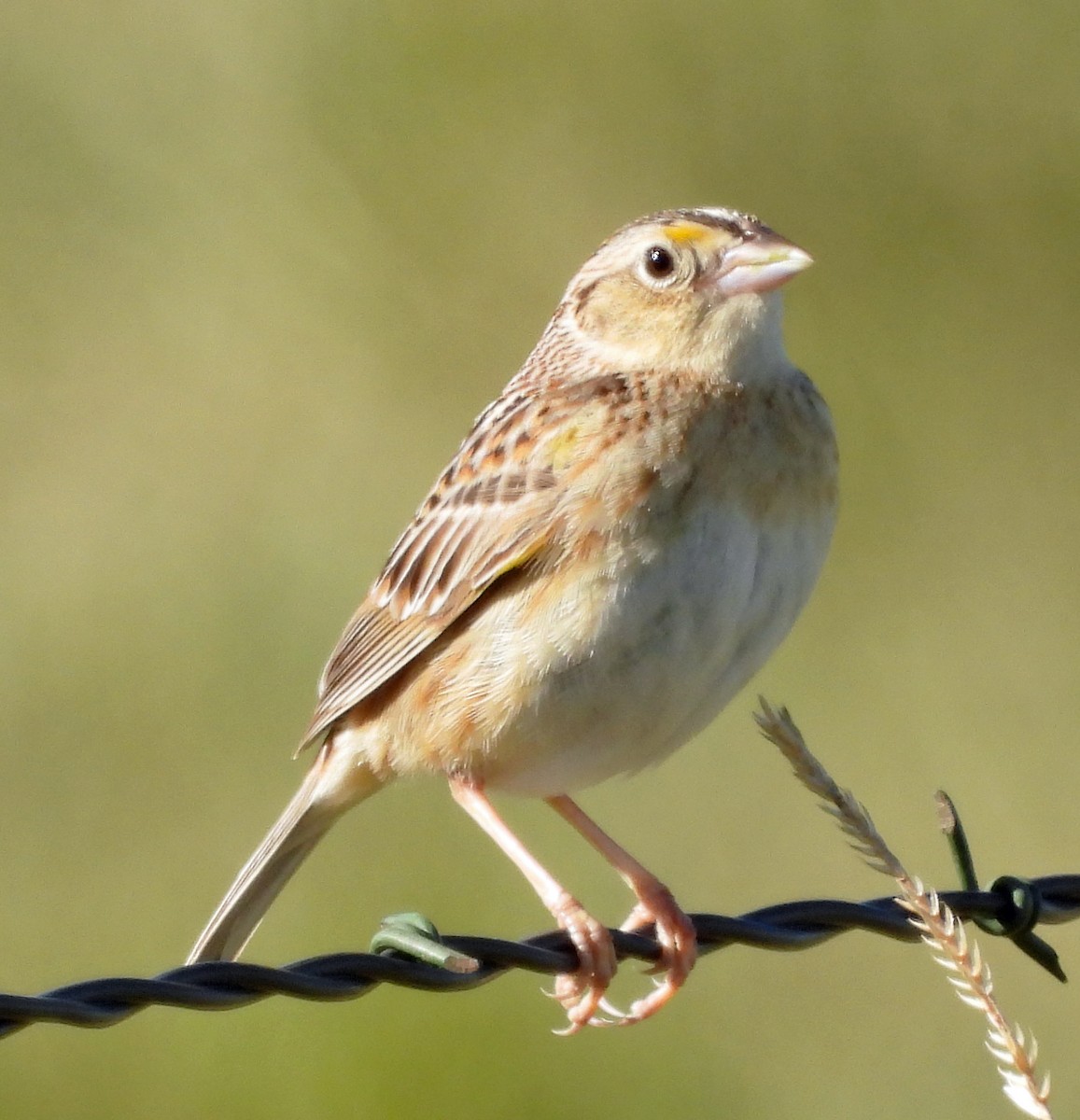Grasshopper Sparrow - ML619744047