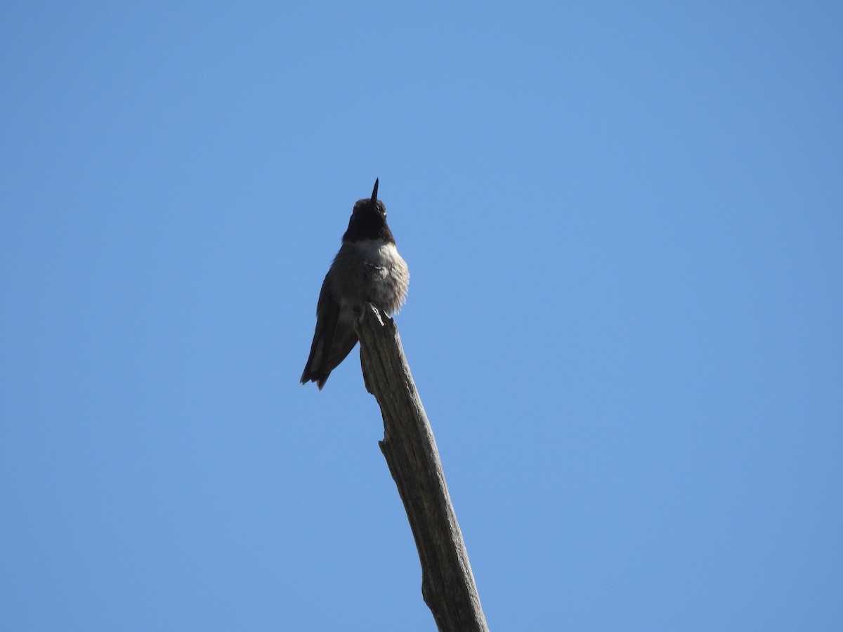 Black-chinned Hummingbird - ML619744048