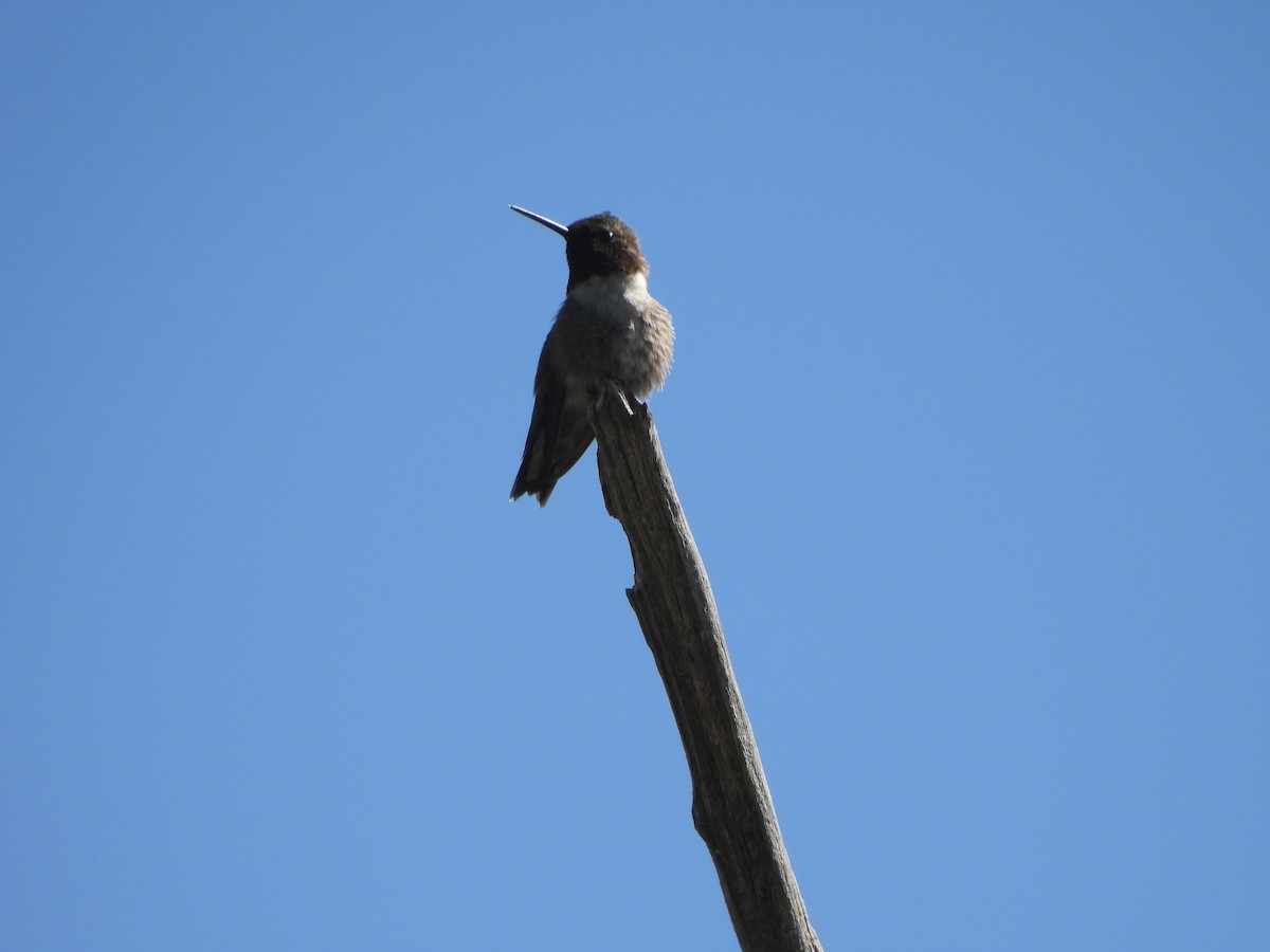 Black-chinned Hummingbird - ML619744049