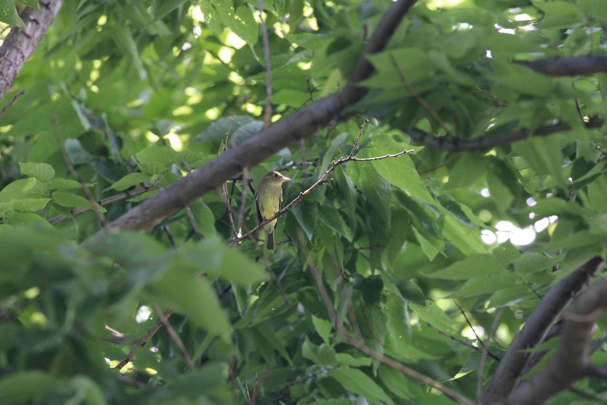 Yellow-bellied Flycatcher - ML619744060