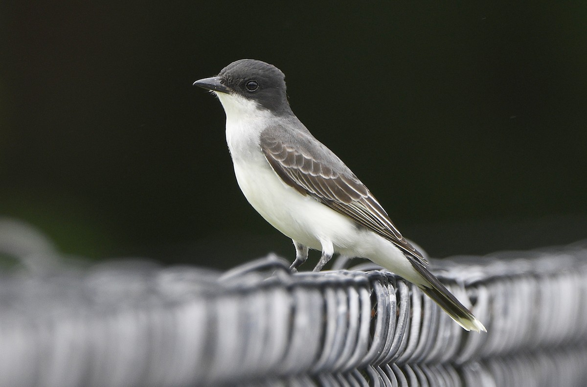 Eastern Kingbird - ML619744064