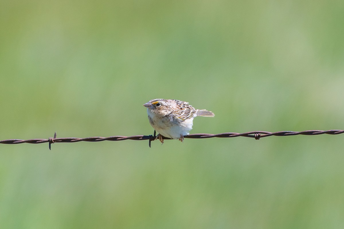 Grasshopper Sparrow - ML619744070