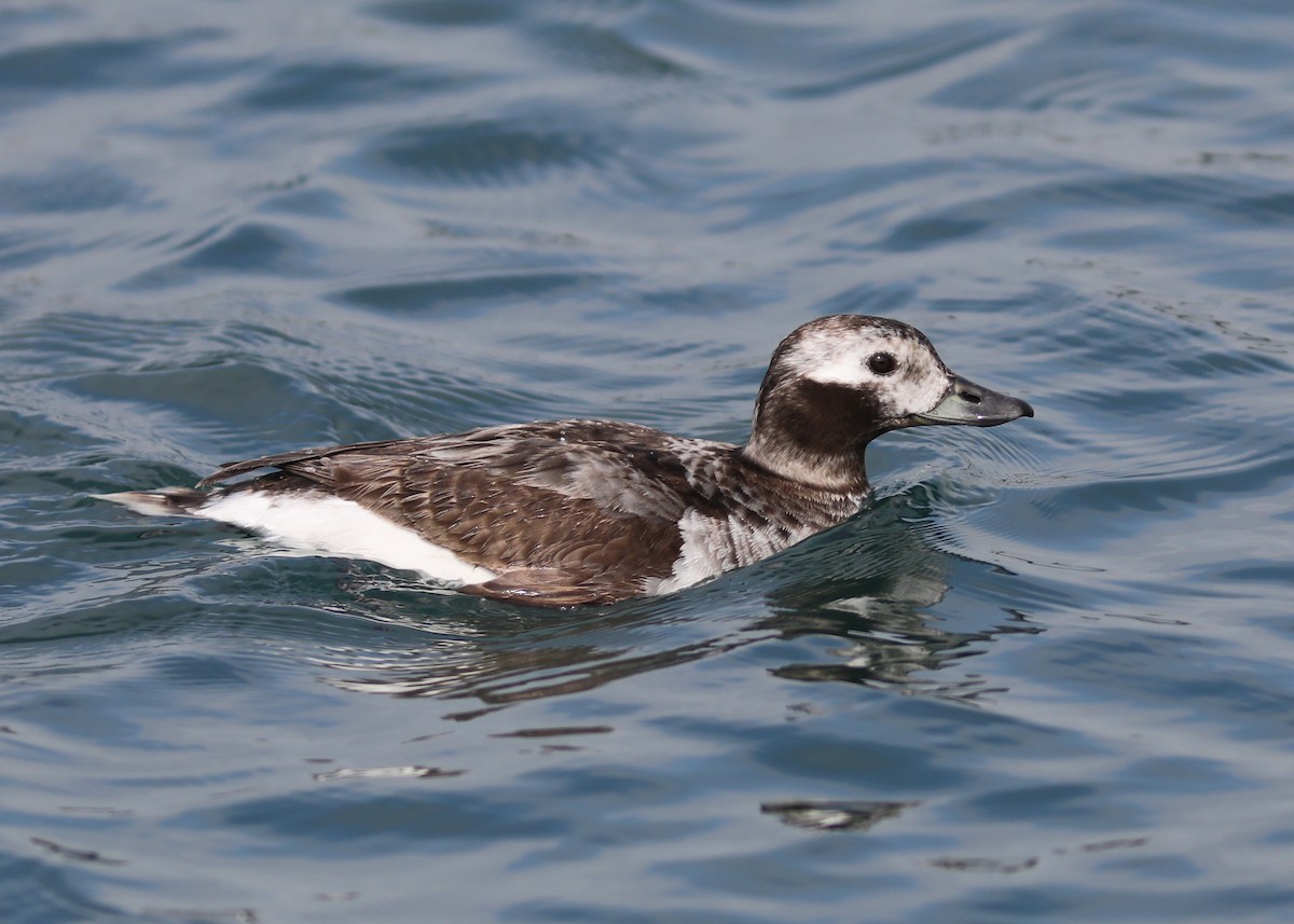 Long-tailed Duck - ML619744096