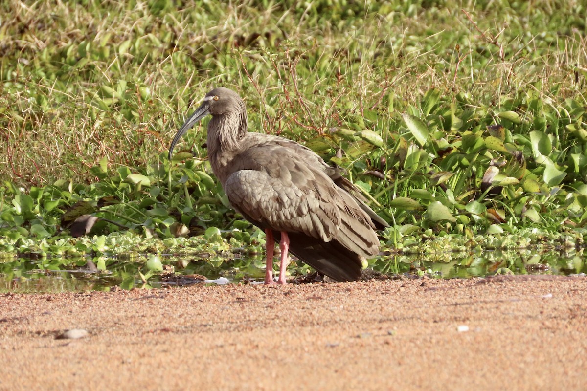 ibis běločelý - ML619744097