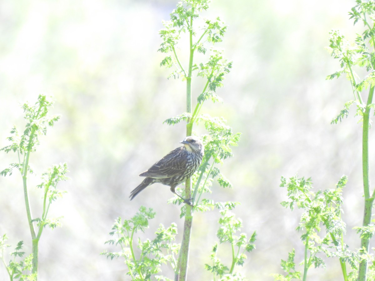 Red-winged Blackbird - ML619744124