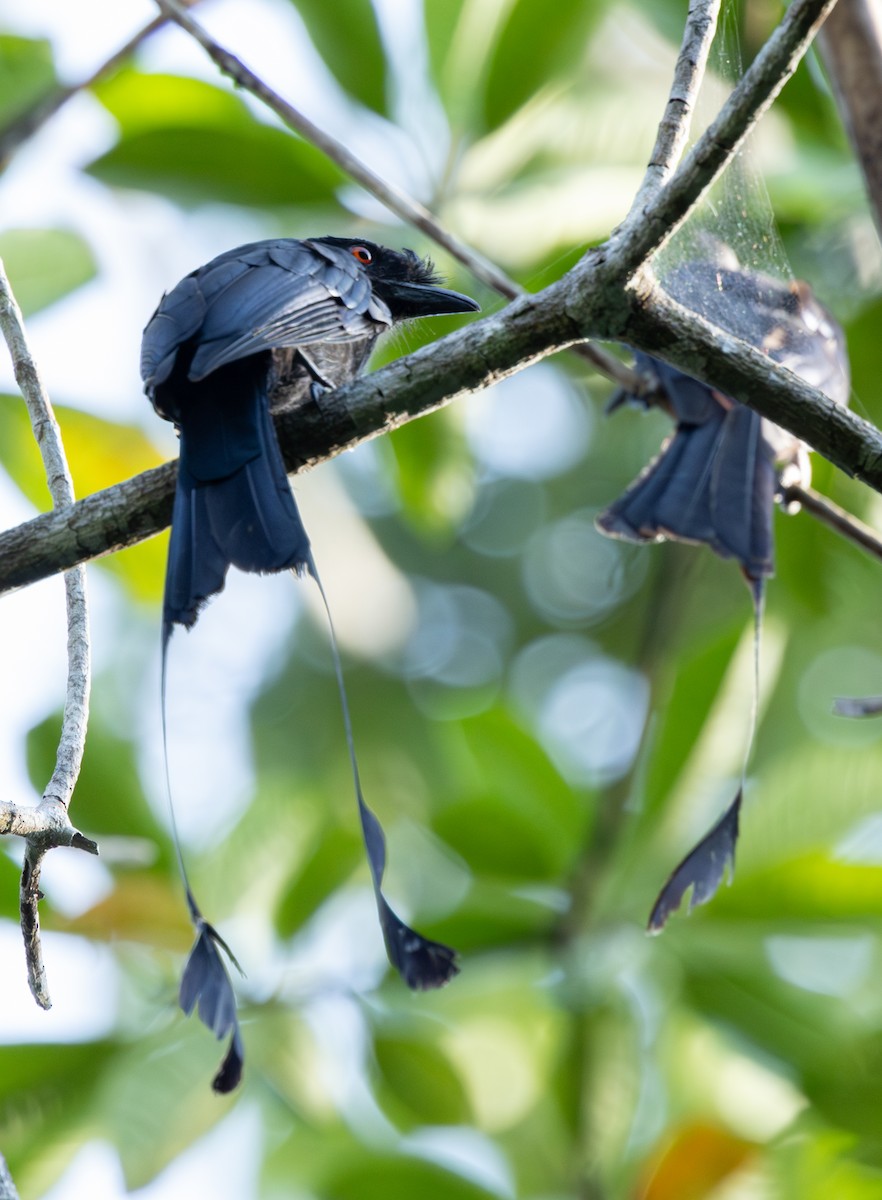 Greater Racket-tailed Drongo - ML619744134