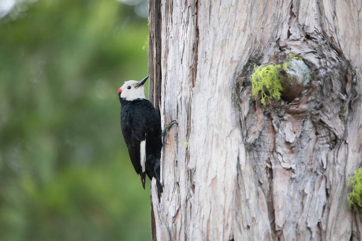 White-headed Woodpecker - Michael Stremciuc