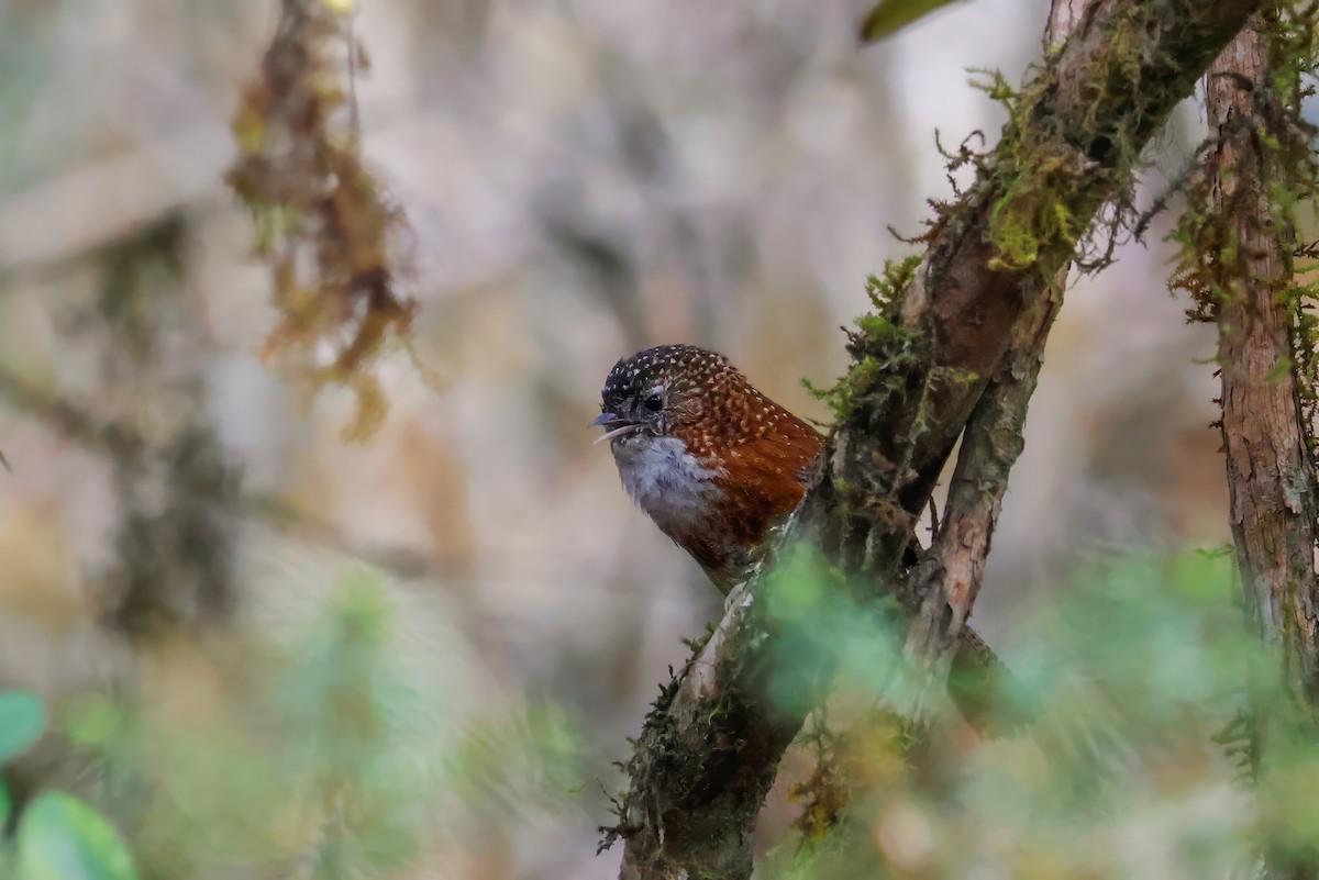 Bar-winged Wren-Babbler - ML619744150