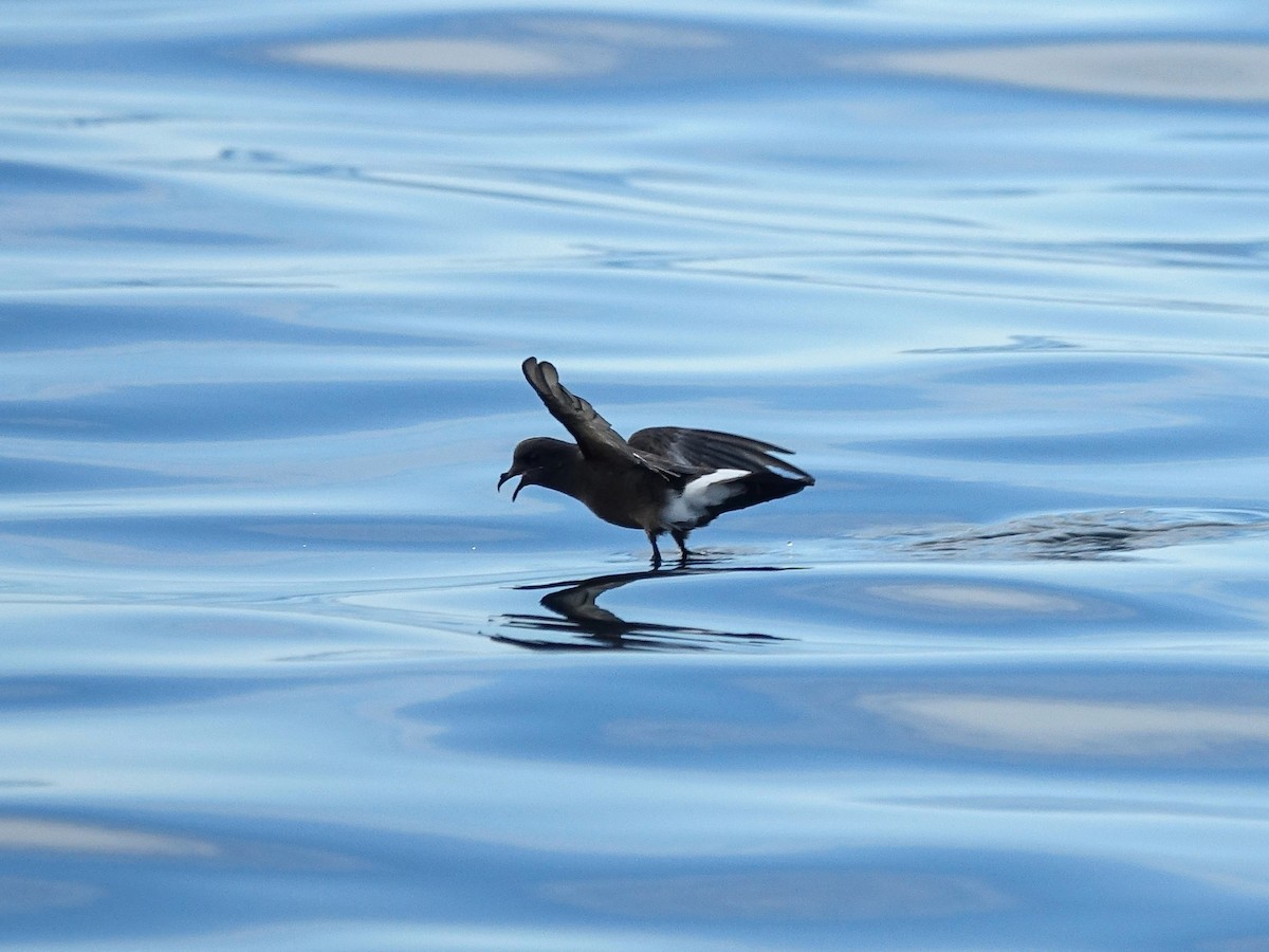 Wilson's Storm-Petrel - ML619744155