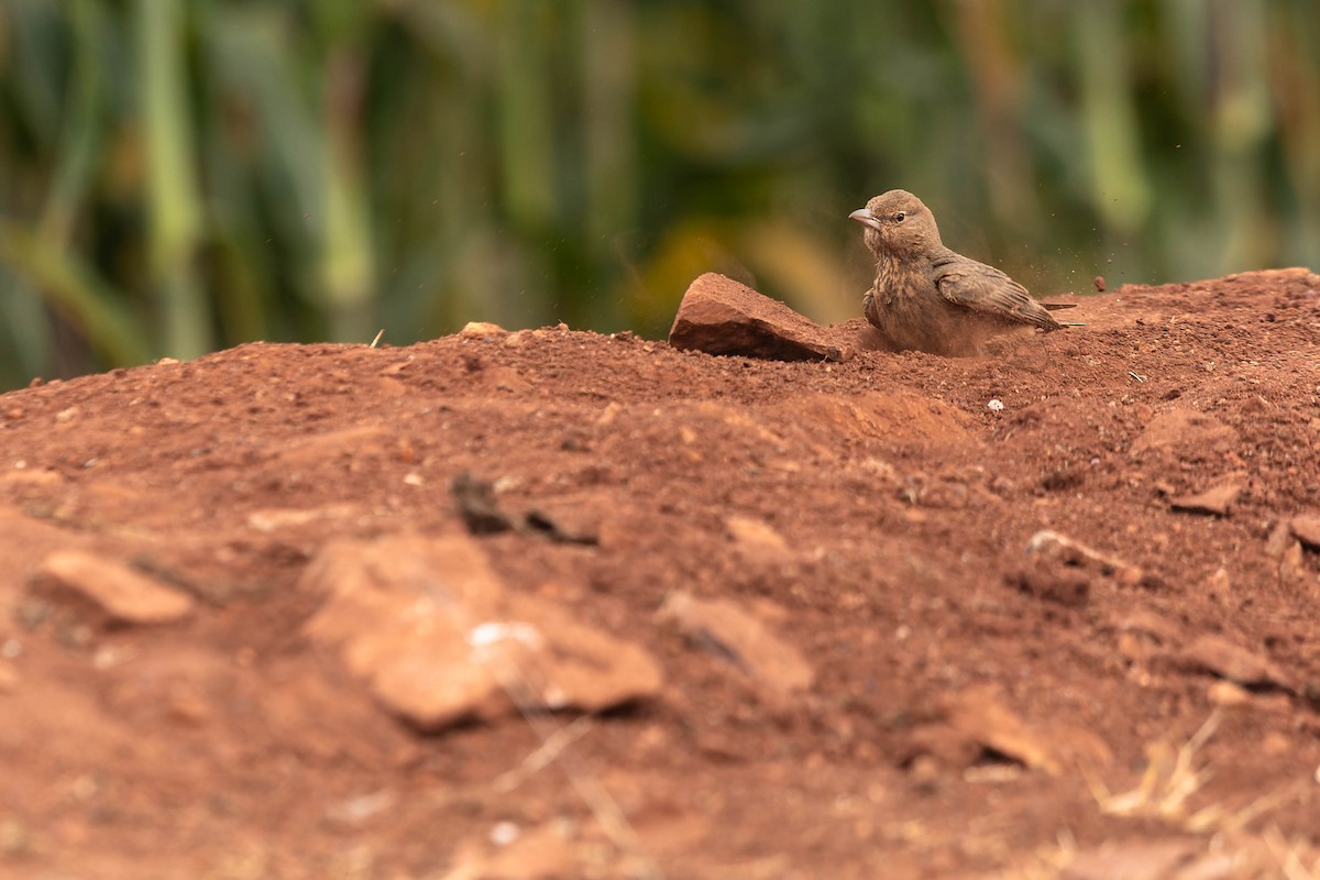 Rufous-tailed Lark - ML619744162