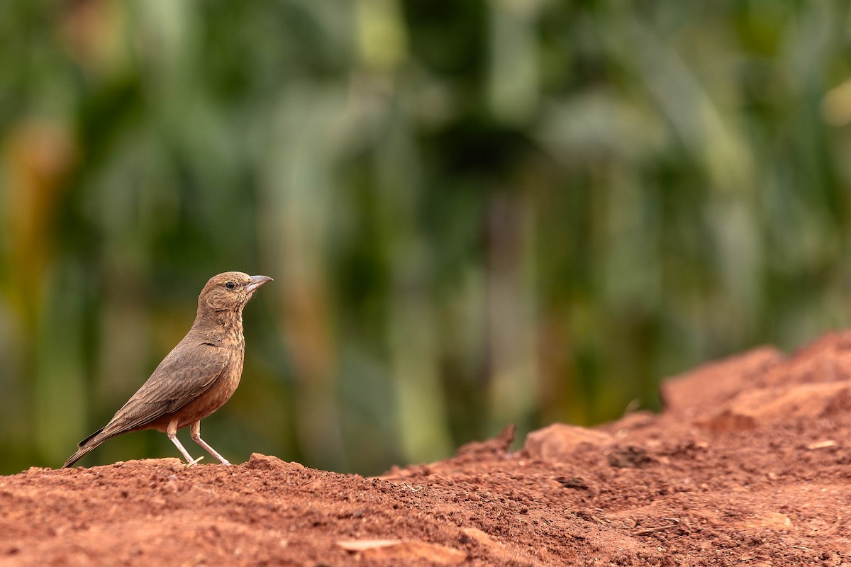 Rufous-tailed Lark - Zebedee Muller