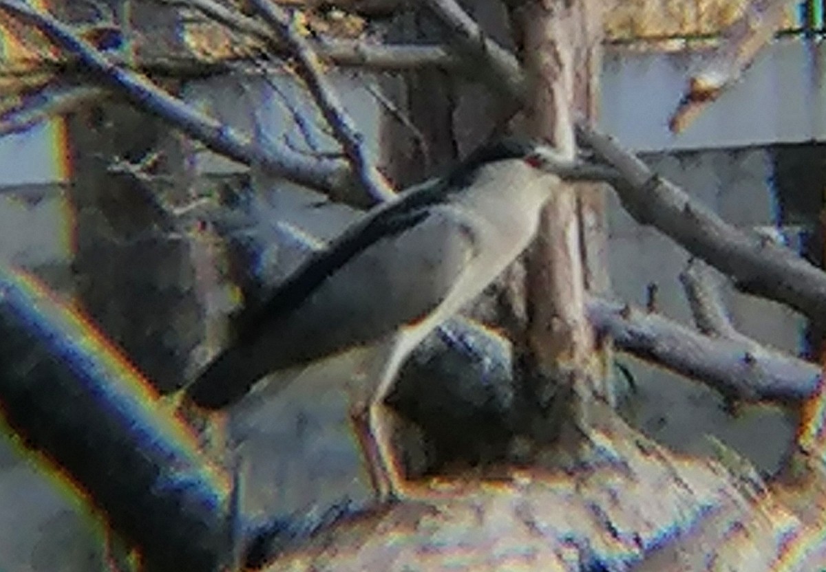 Black-crowned Night Heron (Eurasian) - ML619744174