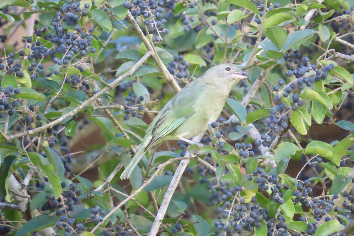 Sayaca Tanager - ML619744186