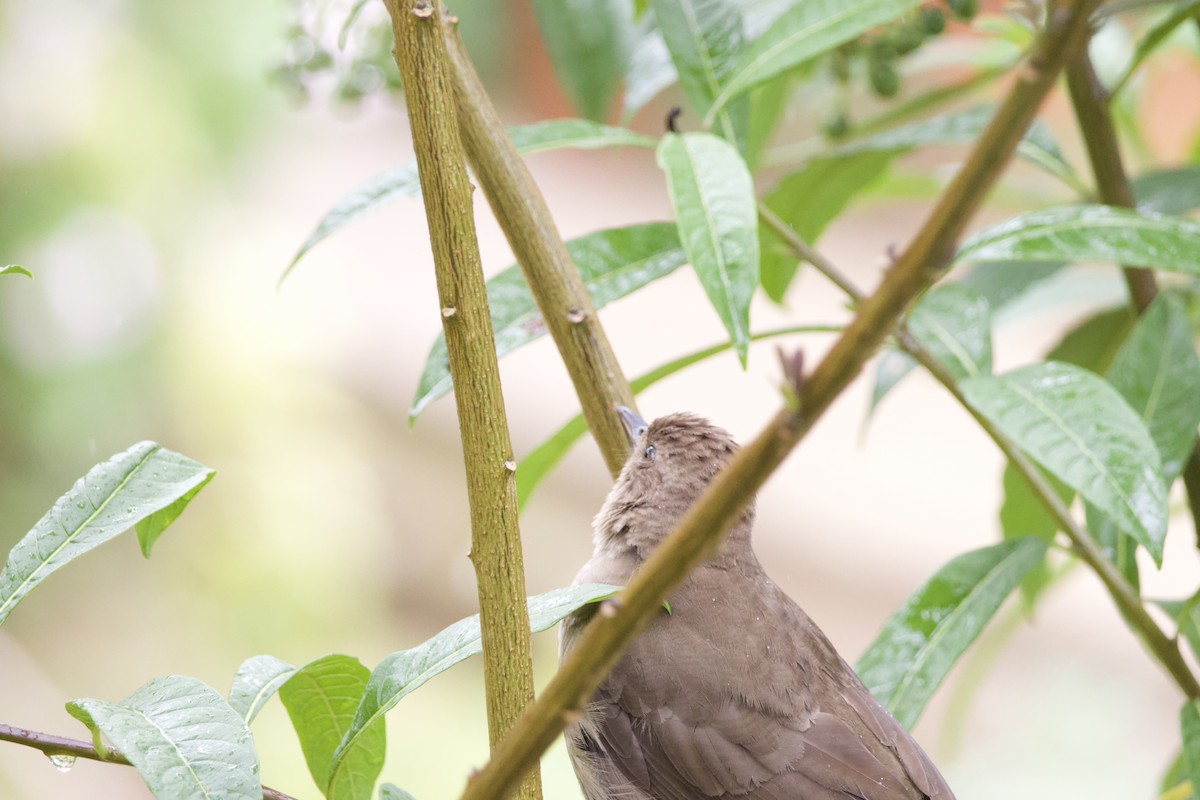 Mountain Thrush - ML619744220