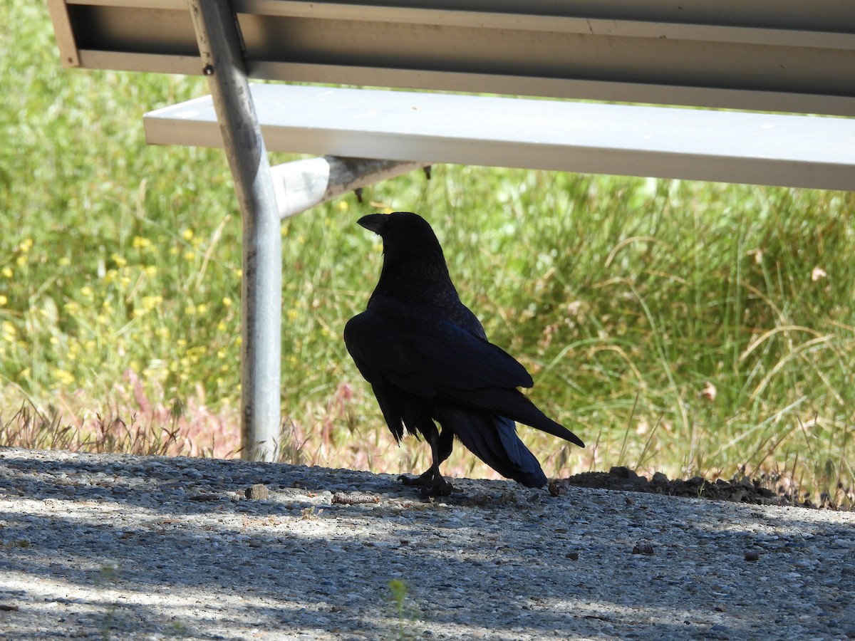Common Raven - ML619744234