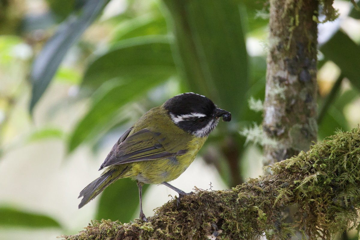 Sooty-capped Chlorospingus - ML619744241