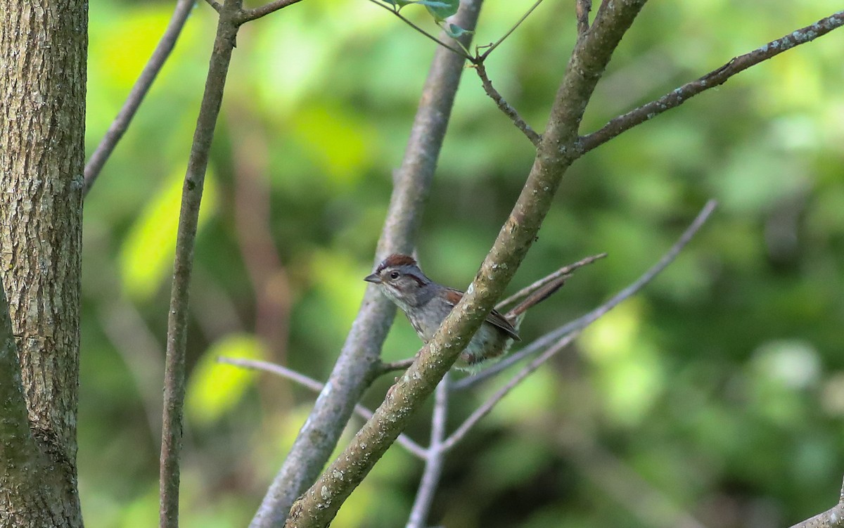 Swamp Sparrow - ML619744251