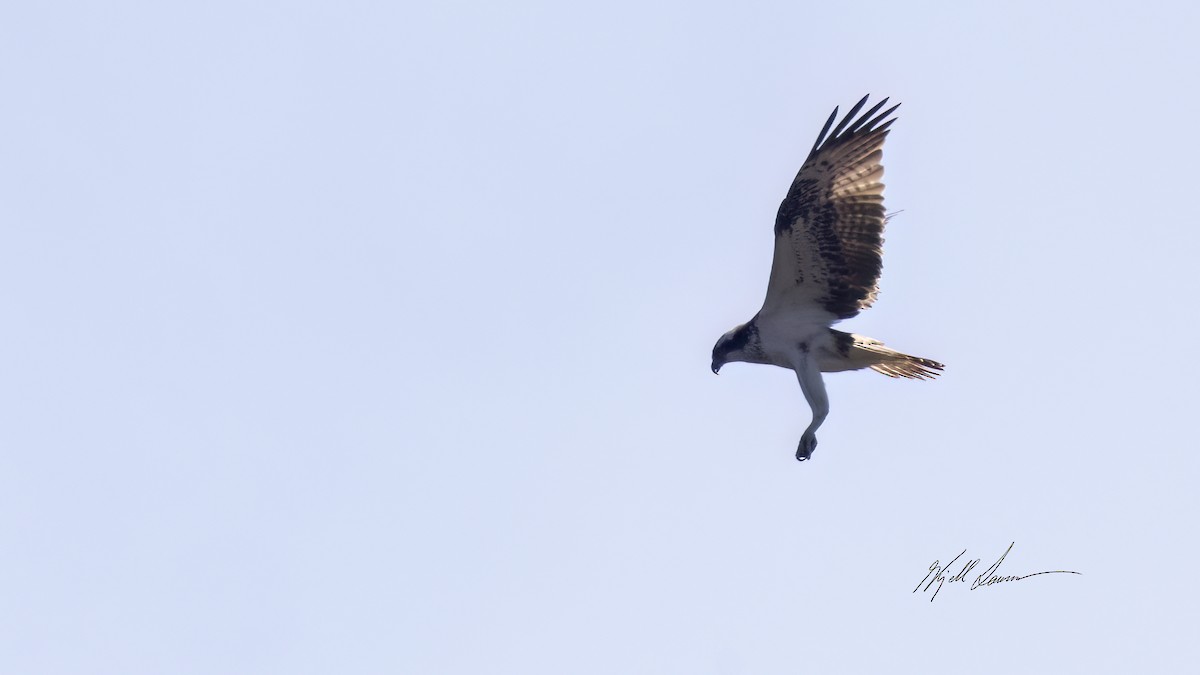 Águila Pescadora - ML619744252