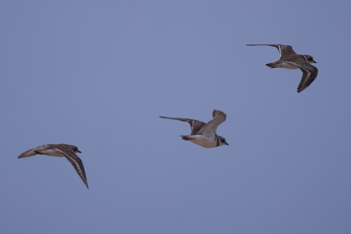 Semipalmated Plover - ML619744271