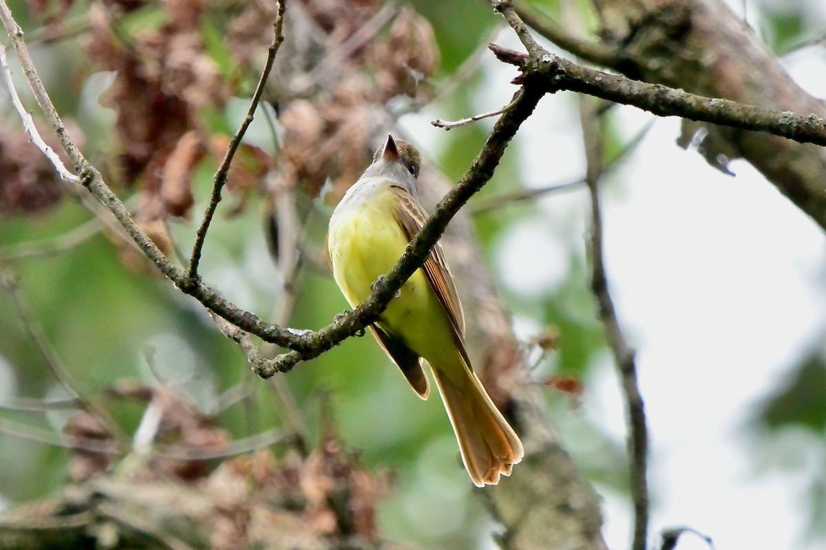 Great Crested Flycatcher - ML619744272