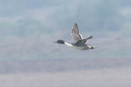 Northern Pintail - ML619744273