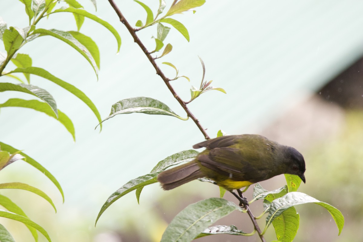 Large-footed Finch - ML619744277