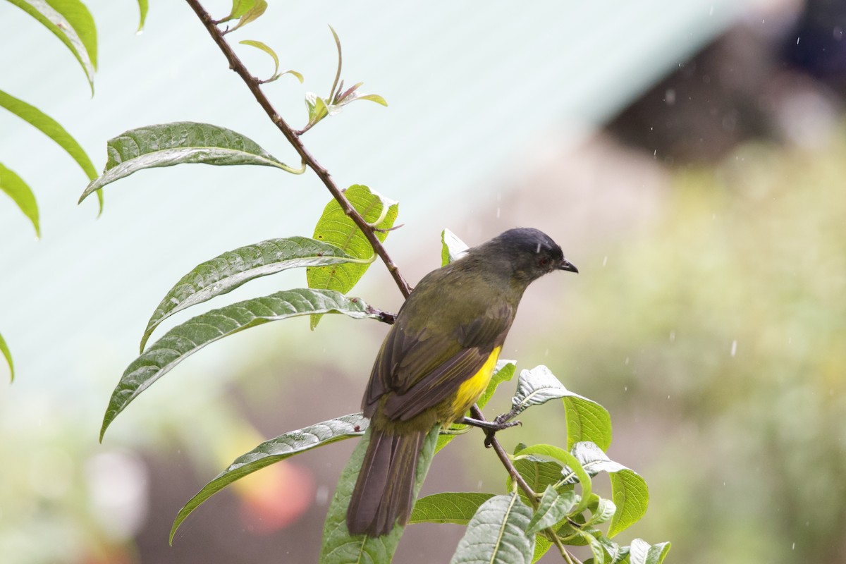 Large-footed Finch - ML619744278