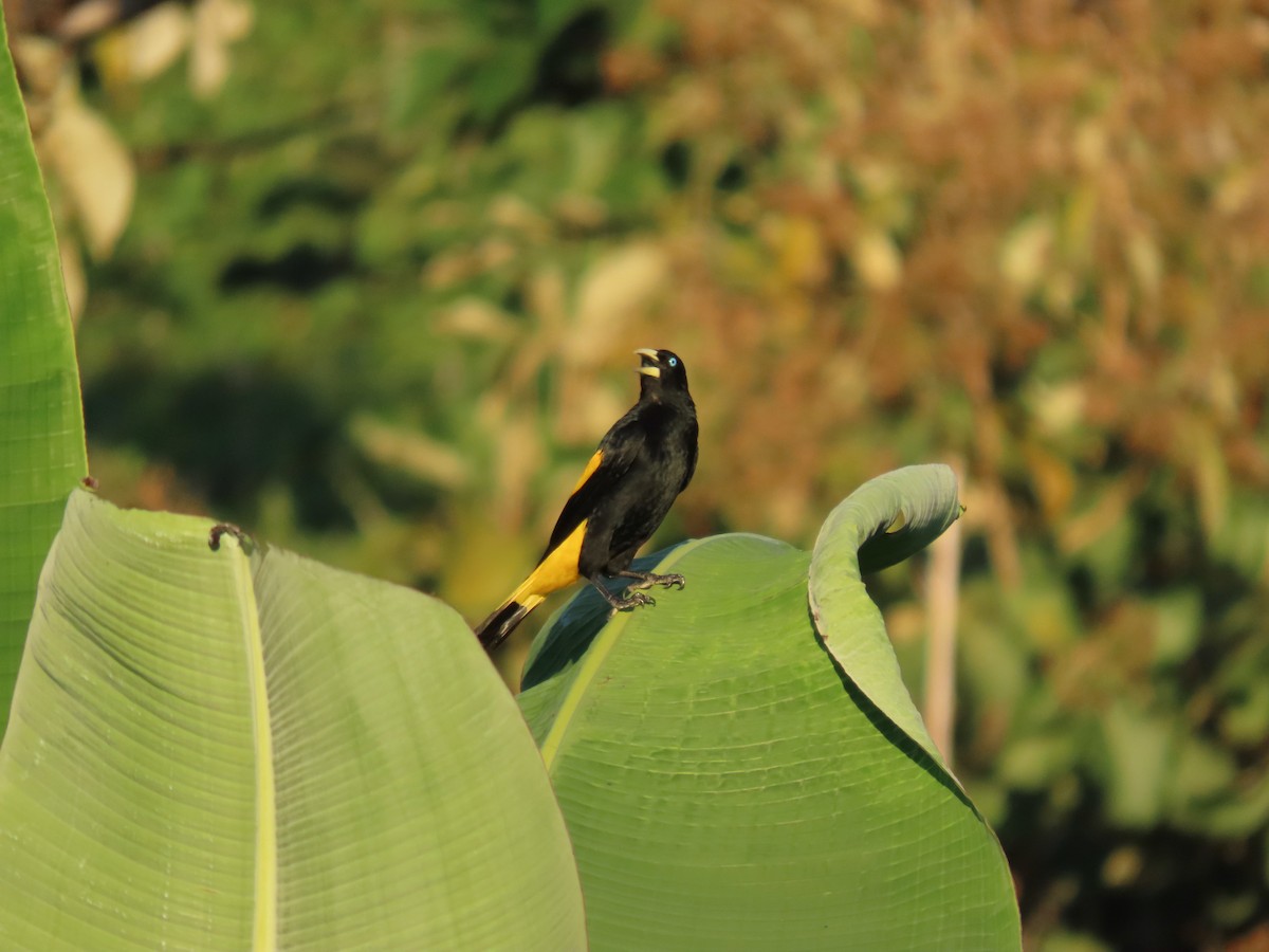 Yellow-rumped Cacique - ML619744289