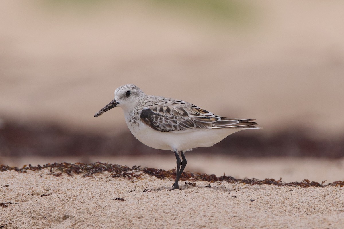 Sanderling - ML619744291