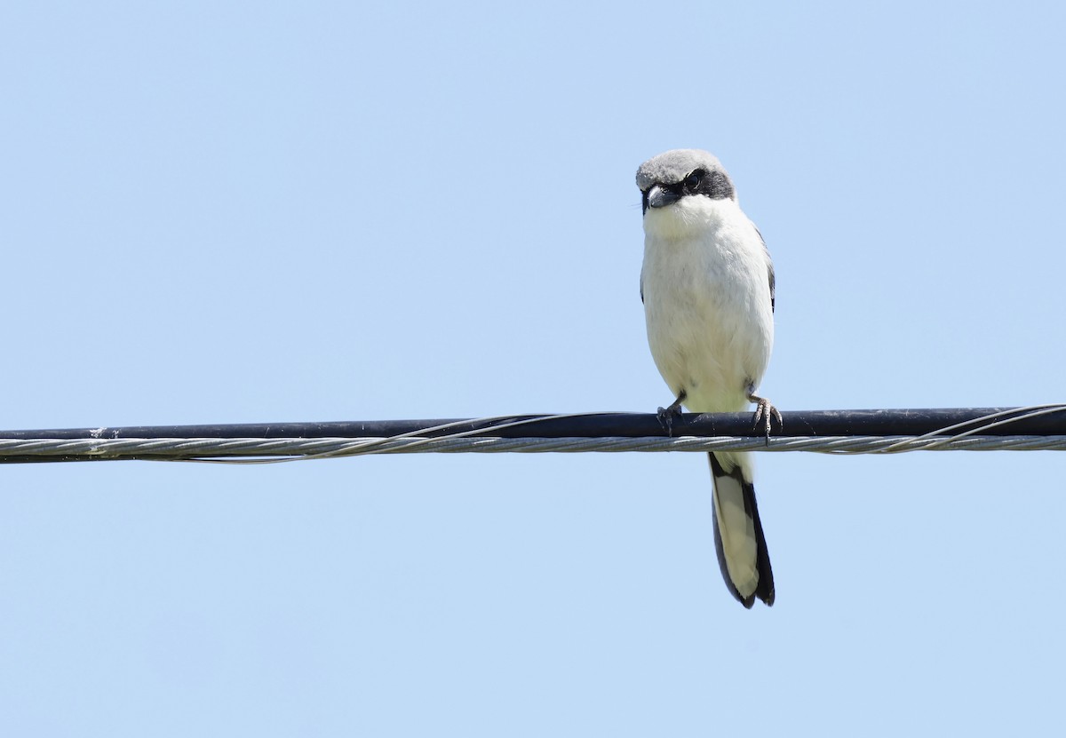 Loggerhead Shrike - ML619744311