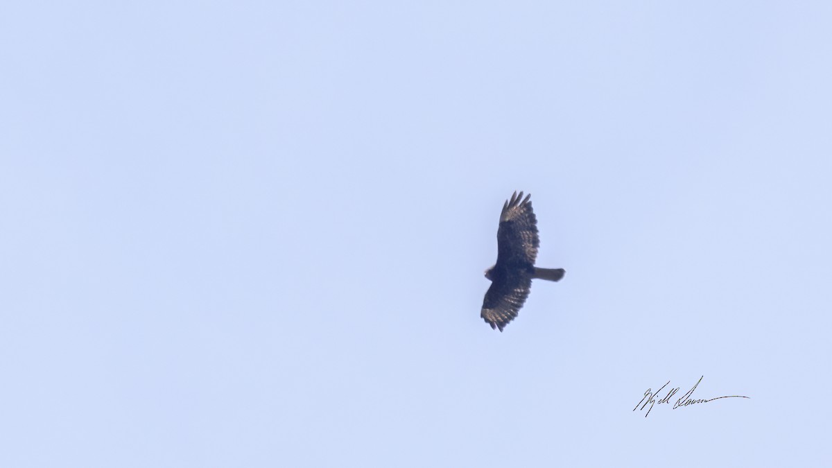 Common Buzzard - ML619744314