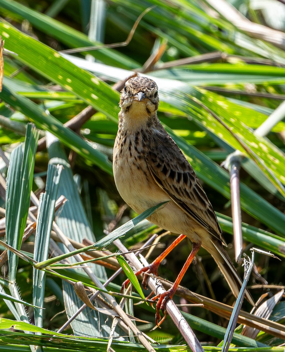 Blyth's Pipit - ML619744336