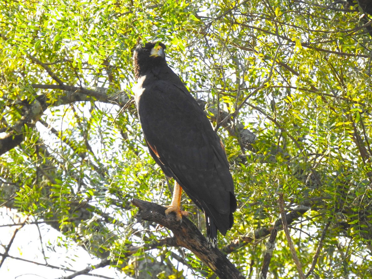 Great Black Hawk - ML619744350