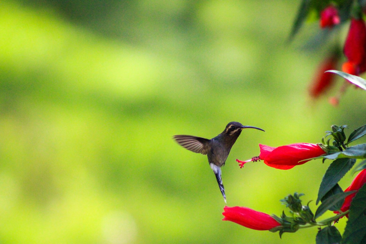 kolibřík hnědohrdlý - ML619744354