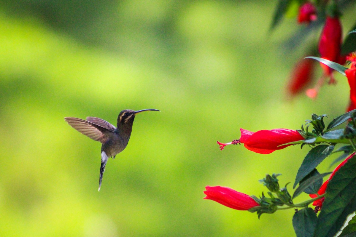 kolibřík hnědohrdlý - ML619744355