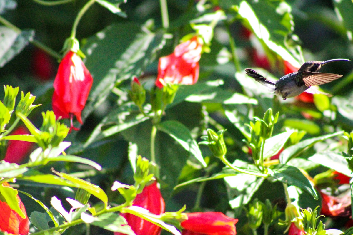 kolibřík hnědohrdlý - ML619744357