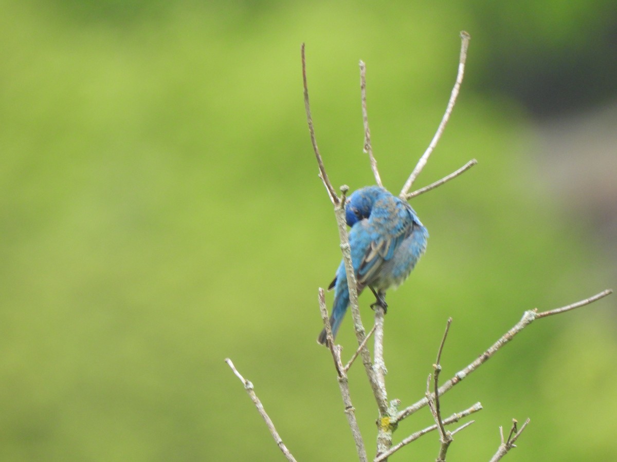 Passerin indigo - ML619744359