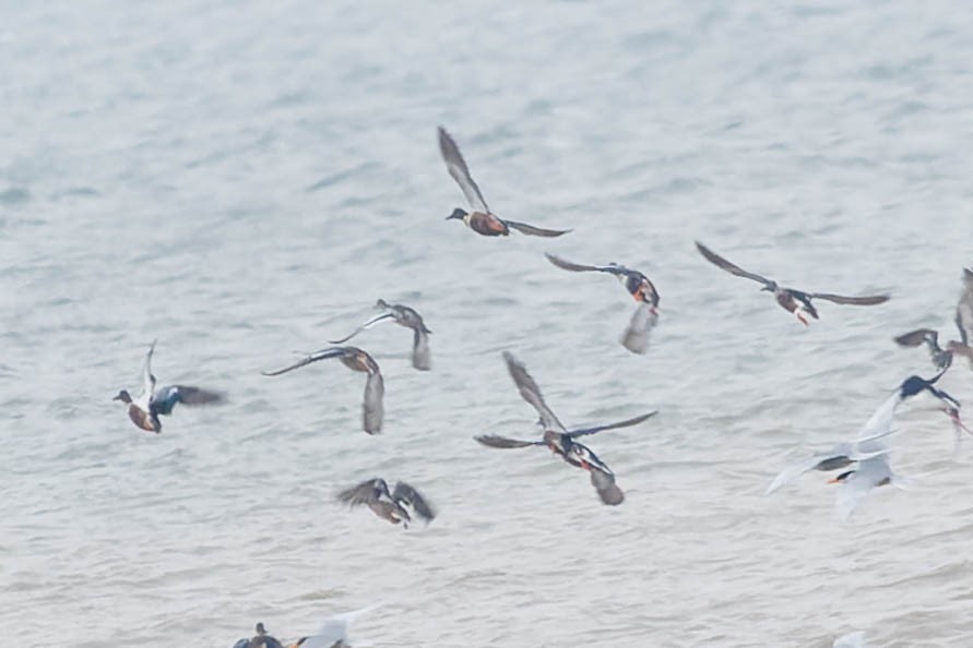 Northern Shoveler - ML619744396