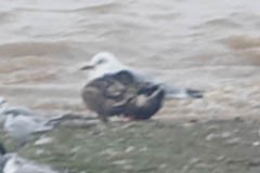 Brown-headed Gull - ML619744406