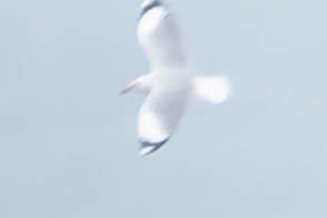 Brown-headed Gull - ML619744408