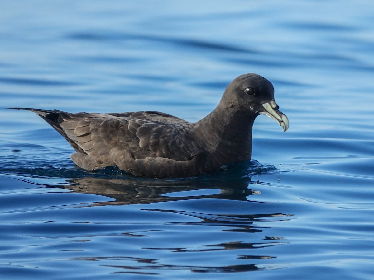 Puffin à menton blanc - ML619744411