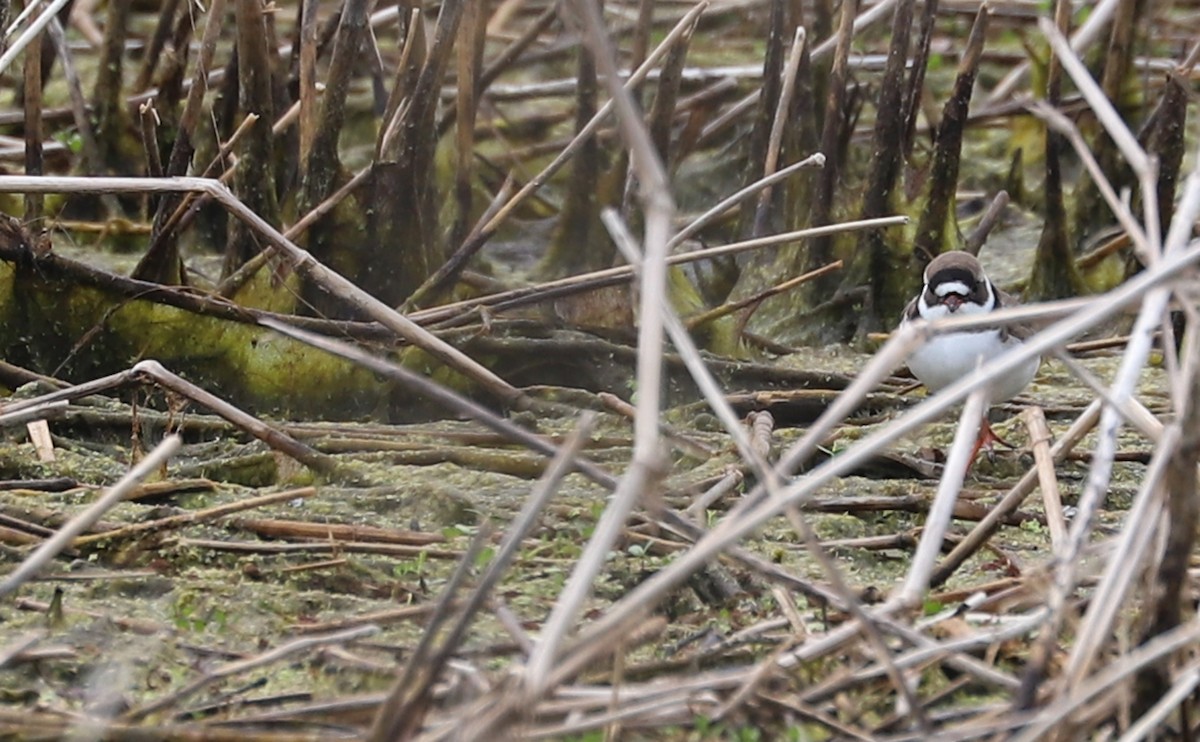 Semipalmated Plover - ML619744415