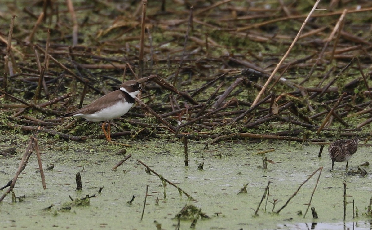 Semipalmated Plover - ML619744417