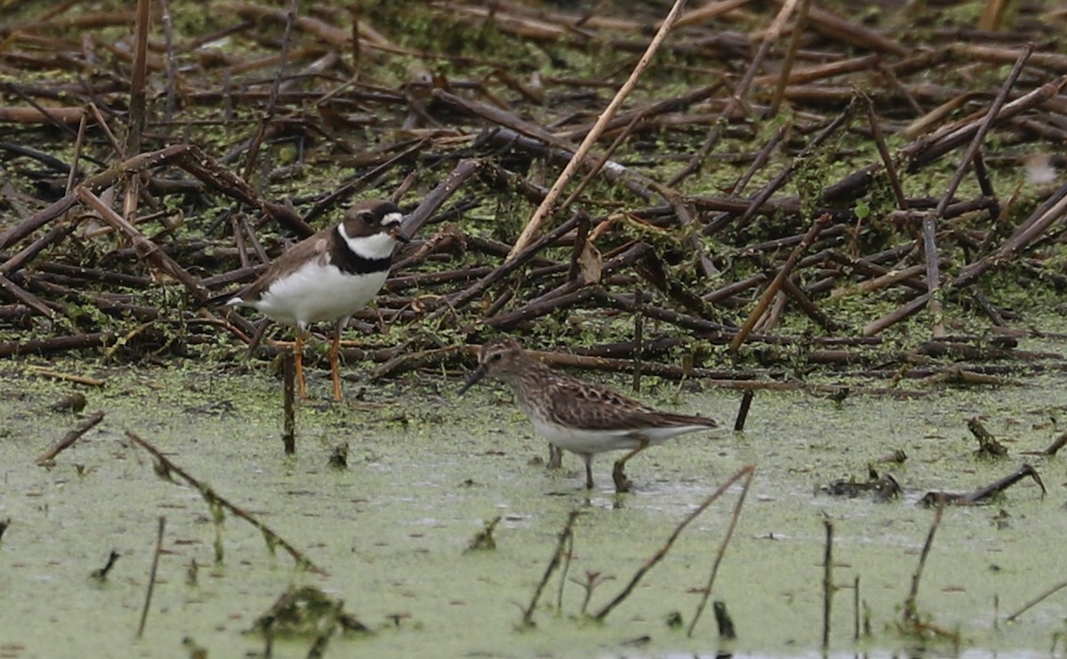 Semipalmated Plover - ML619744419