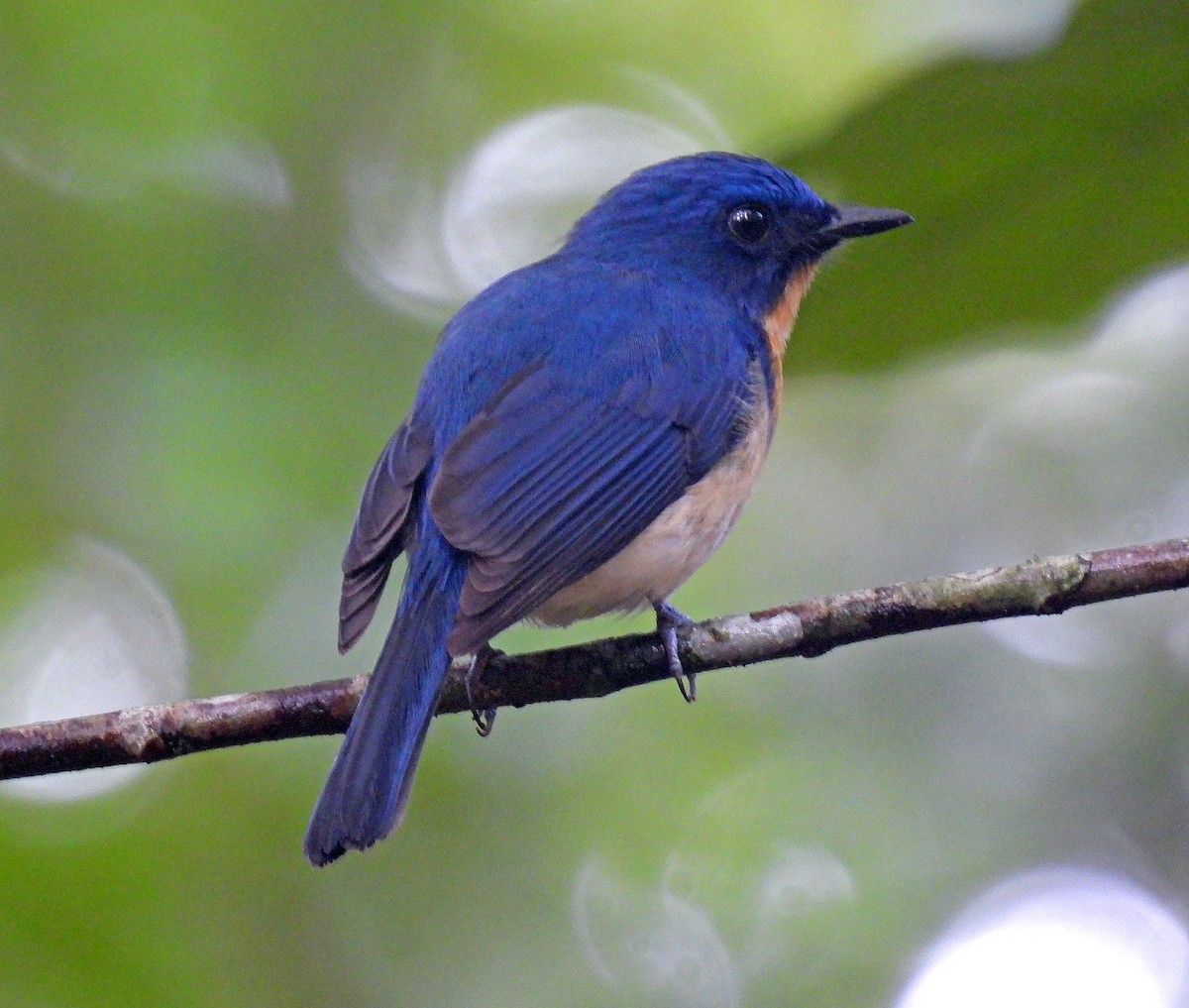 Tickell's Blue Flycatcher - ML619744424