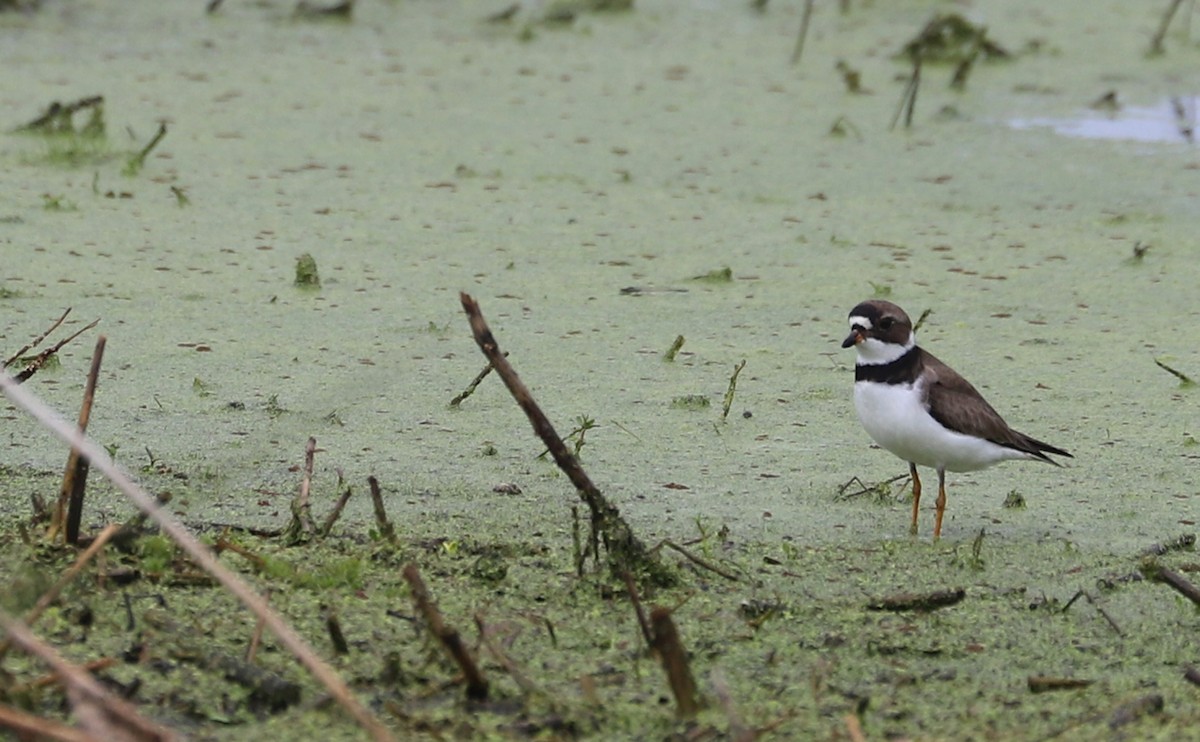 Semipalmated Plover - ML619744432