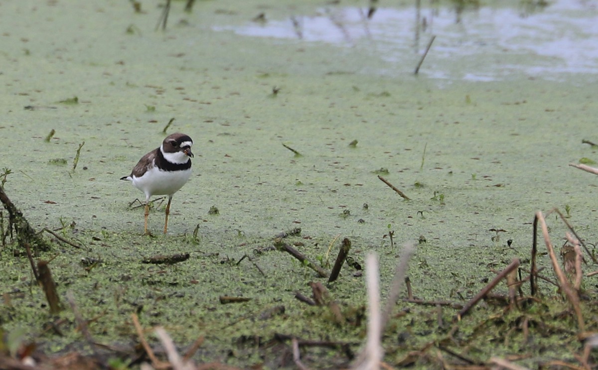 Semipalmated Plover - ML619744436